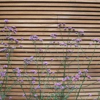 De paarse ijle bloemen van Verbena voor deze houten tuinwand in thermo-ayous vormen een mooie combinatie